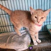 Thumbnail photo of Butterball #4