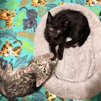 Thumbnail photo of Glacier #3