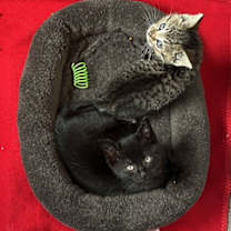 Thumbnail photo of Glacier #4