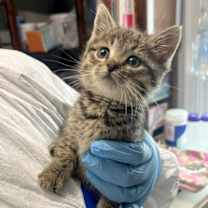 Thumbnail photo of Solstice #1