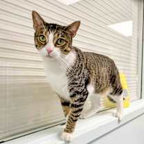 Thumbnail photo of Jax #4