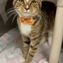 Thumbnail photo of Donald FeLV+ #1