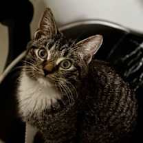 Thumbnail photo of Echo #1