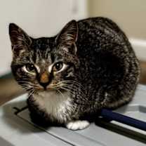 Thumbnail photo of Echo #2