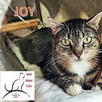 Thumbnail photo of Joy #1