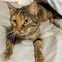 Thumbnail photo of Mama Blueberry #4