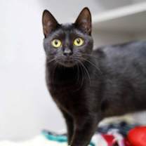 Thumbnail photo of Galaxy #2