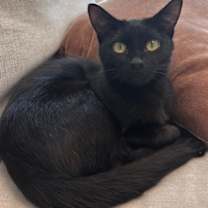 Thumbnail photo of Soba #2