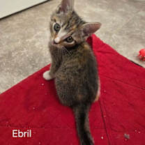 Thumbnail photo of Eberl #2