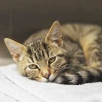 Thumbnail photo of Huey #1