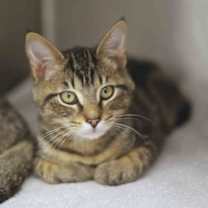 Thumbnail photo of Dewey #2