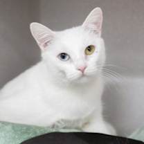 Thumbnail photo of Snowdrop #2