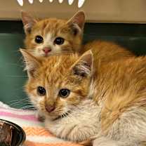 Thumbnail photo of Wolf #2