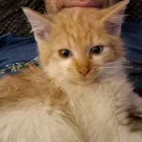 Thumbnail photo of Wolf #3