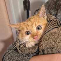 Thumbnail photo of Wolf #4