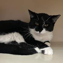 Thumbnail photo of Theo #1