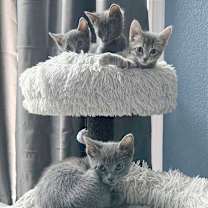 Thumbnail photo of Miss Peacock #3