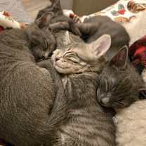 Thumbnail photo of Miss Peacock #4