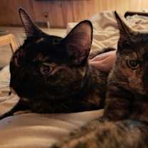 Thumbnail photo of Roxy Pop 55239 #2