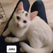 Thumbnail photo of Jake (Westmere Kitten J) #1