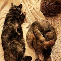 Thumbnail photo of Roxy Pop 55239 #3