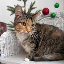 Thumbnail photo of Dove 6671 #3