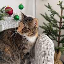 Thumbnail photo of Dove 6671 #4