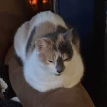 Thumbnail photo of Waffles #2