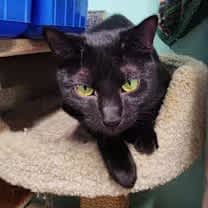 Thumbnail photo of Brooklyn #1