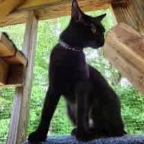 Thumbnail photo of Brooklyn #2