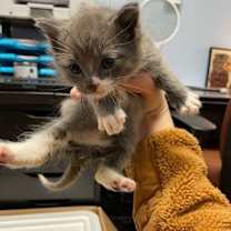 Thumbnail photo of Damon #2