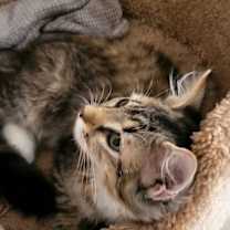 Thumbnail photo of Frieda #3