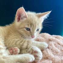 Thumbnail photo of Theodore, 9 weeks old #3