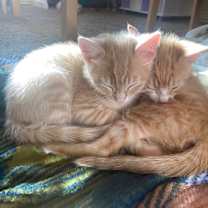 Thumbnail photo of Theodore, 9 weeks old #4