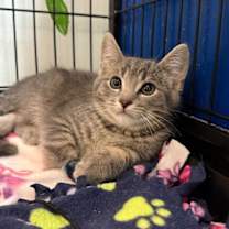 Thumbnail photo of Arcady #2