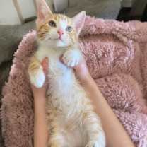 Thumbnail photo of Tweed, 9 weeks old #1