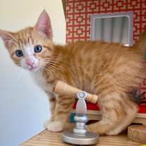 Thumbnail photo of Tweed, 9 weeks old #2