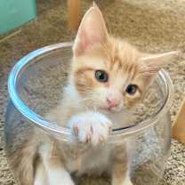 Thumbnail photo of Tweed, 9 weeks old #3