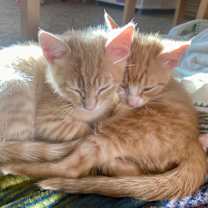 Thumbnail photo of Tweed, 9 weeks old #4