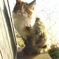 Thumbnail photo of BELLA #2