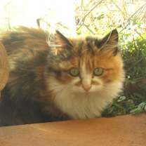 Thumbnail photo of BELLA #4