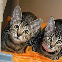 Thumbnail photo of Kitten Usaki #4