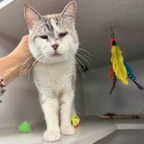 Thumbnail photo of Frosty Baby #2