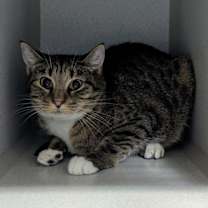 Thumbnail photo of Russet #1