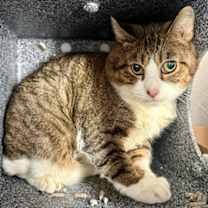 Thumbnail photo of Jack Frost #1