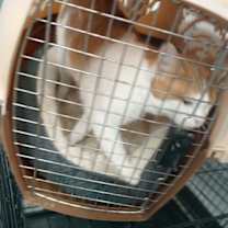 Thumbnail photo of Murphy #3