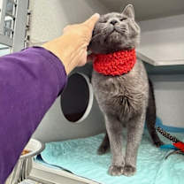 Thumbnail photo of Pigeon #4