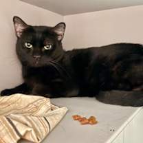 Thumbnail photo of Europa #4