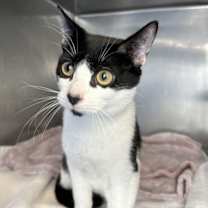 Thumbnail photo of Candy Cane #1