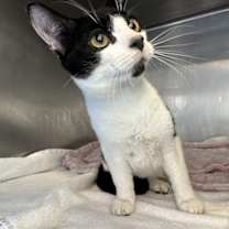 Thumbnail photo of Candy Cane #2